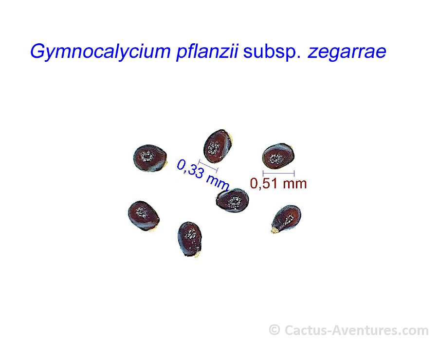Gymnocalycium pflanzii subsp.zegarrae JL